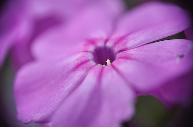 Purple wildflowers. Flowers in the field. Macro