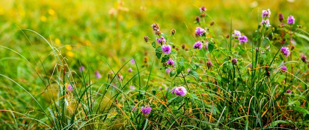 Purple wildflowers in the meadow among the green grass.