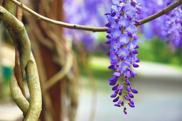 Purple Wisteria(Bean Tree,Purple Vine)flowers blooming in the garden