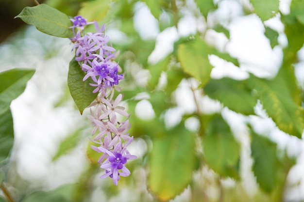 Purple Wreath is a vinestemmed flowering ornamental plant and branched into a large bush.