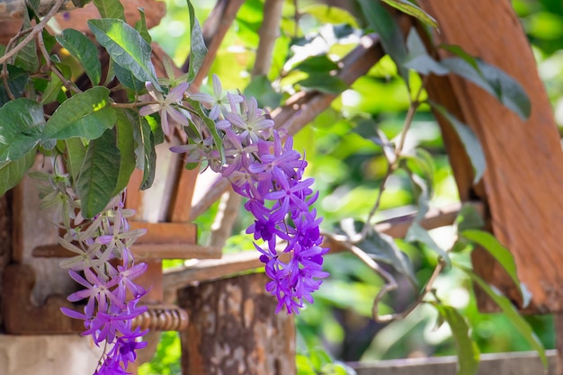 Purple Wreath Queens Wreath Sandpaper Vine Petrea volubilis flower beautiful bunch bouquet blooming in gardenxA