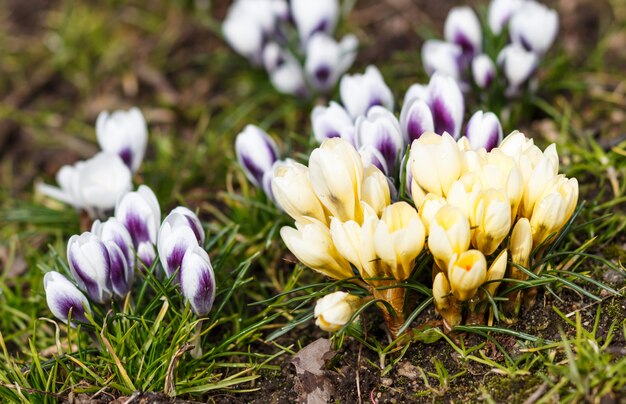 Purple and yellow crocuses  germinate in the spring in the garden. Symbol of spring.