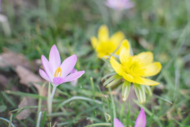 Purple and yellow crocuses in spring