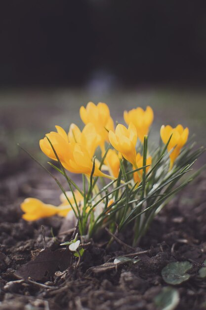 Purple and yellow crocuses in spring