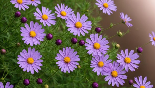 Photo purple and yellow flowers with yellow center and purple petals