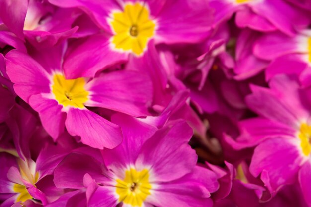 Photo purple and yellow flowers with yellow center and yellow center