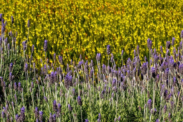 Purple and yellow plant texture background Lavandula common name lavenderLavandula common name lavender