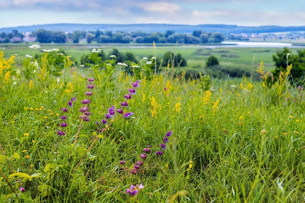 Purple and yellow wildflowers on a green meadow, forest and river in the distance