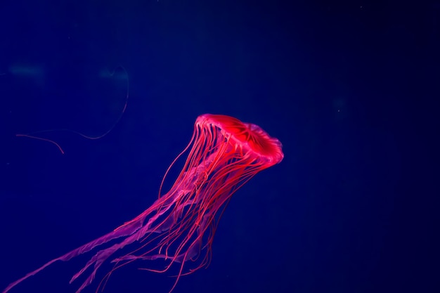 The Purplestriped Jellyfish On a blue background Chrysaora pacifica