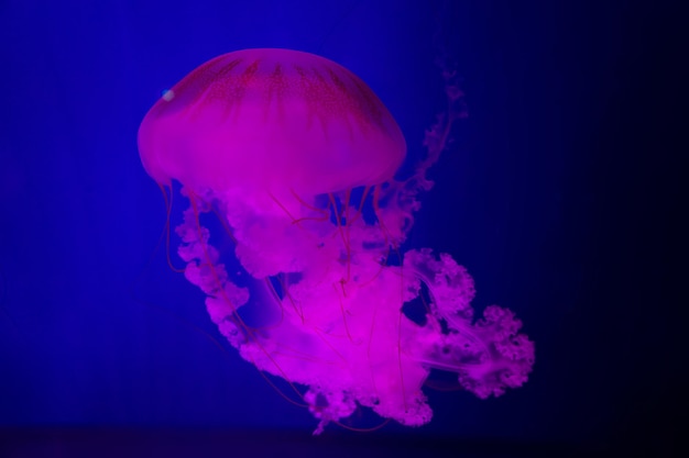 The Purplestriped Jellyfish On blue background chrysaora plocamia South American Sea Nettle From the Pacific coast of Pent south along Chile's coast to Berra del Fuego and north from Uruguay