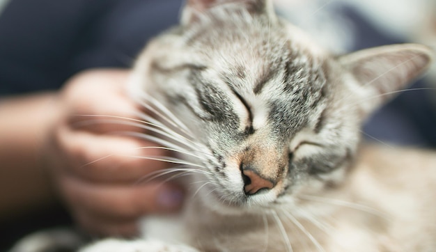 Purring kitty loving pet contended sleepy cat