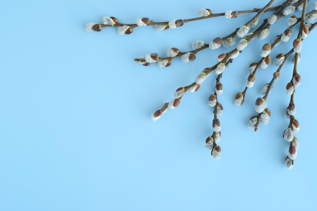 Pussy willow branches on a blue background Easter background blossom pussy willow tree