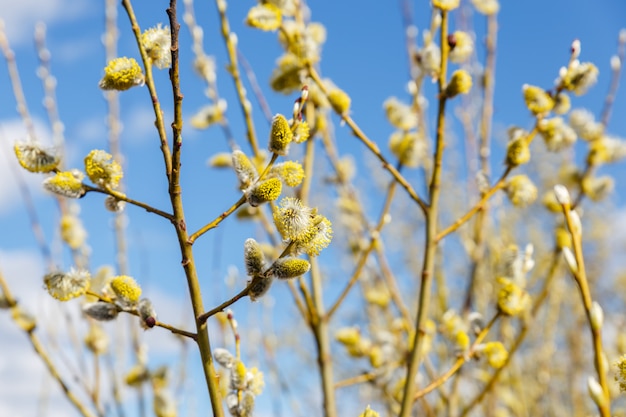 Pussy willow branches in spring sunny day