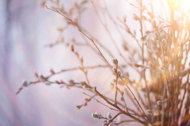 pussy-willow willow / branches bloom, spring concept, Easter holiday, background