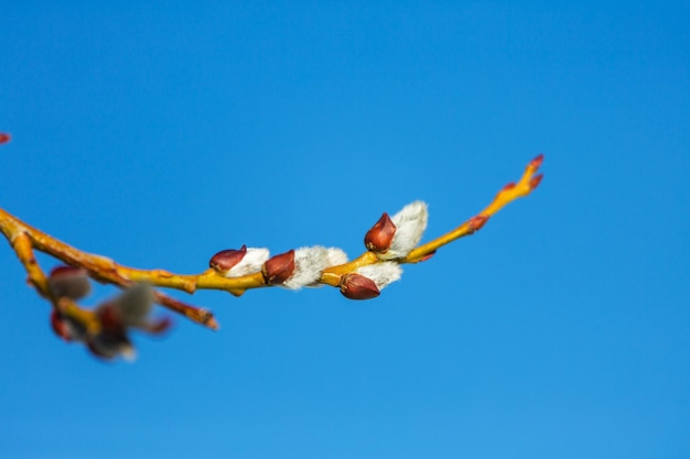 Pussywillow