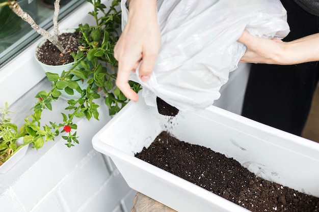 Putting soil inside white rectangular flower pot