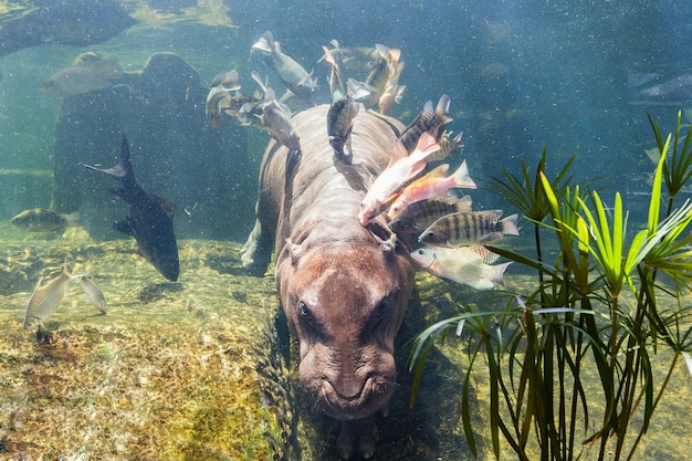 Pygmy hippos underwater