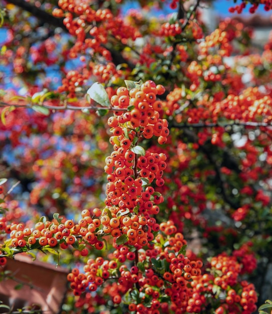 Pyracantha Firethorn shrub background Close up vertical