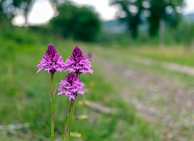 The pyramidal orchid (Anacamptis pyramidalis) is a plant belonging to the Orchidaceae family. It is widespread in central and southern Europe. It is quite common throughout Italy.