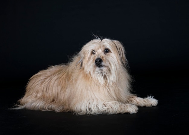 Pyrenean Sheepdog in front of black background