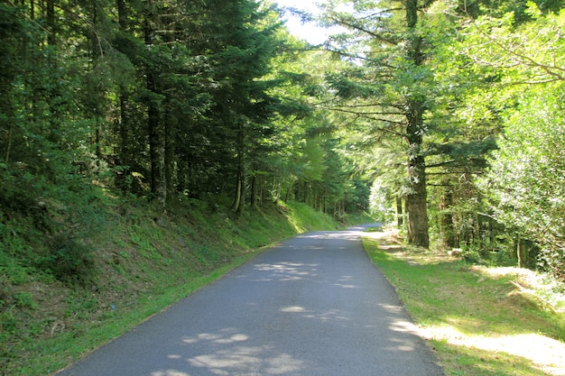 Pyrenees trees forest mountain summer scenics