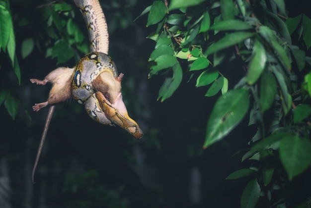 Python is a night hunter eating a rat for dinner.