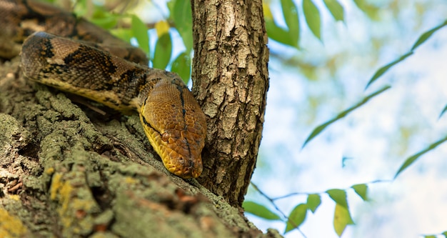 The Python quickly crawls along the branches of trees in search of prey