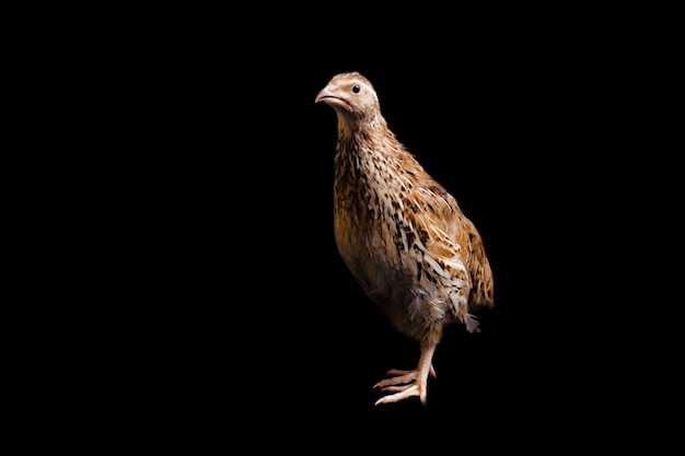 Quail on black background