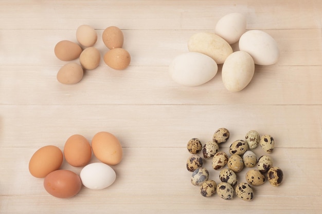 Quail chicken goose and guinea fowl eggs of different sizes and colors