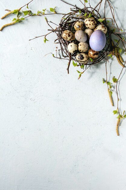 Quail Easter eggs in nest