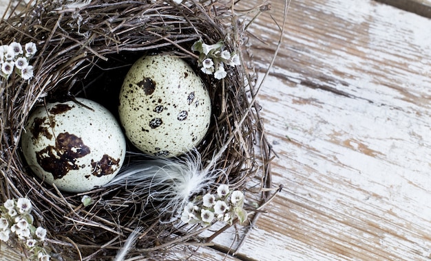 Quail eggs in a bird's nest on a wooden