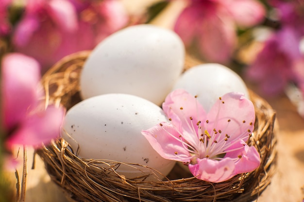 Quail eggs in a diy nest.  Happy Easter concept with eggs and flowering branch. Spring, easter, eggs close-up and copy space.