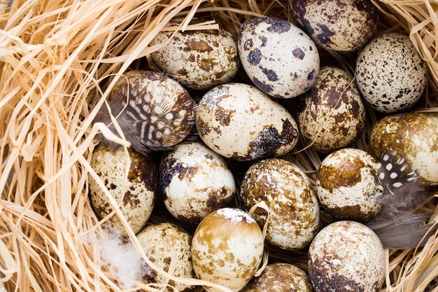 Quail eggs in the nest, a symbol of spring.