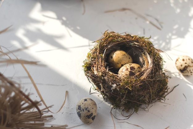 Quail eggs in a small birds nest.