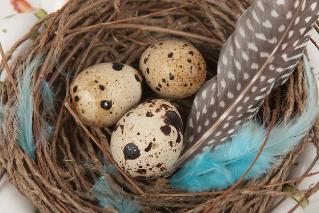 Quail eggs