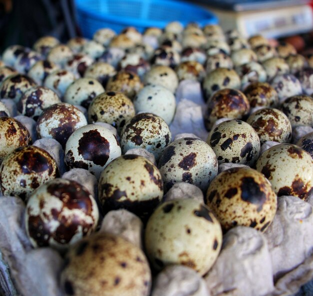 Photo quail eggs