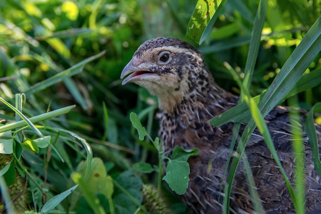 Quail living in free-range summertime pfoto