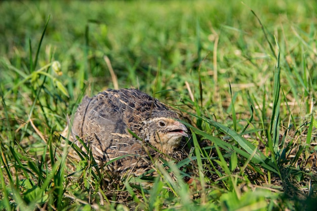 Quail living in free-range summertime pfoto