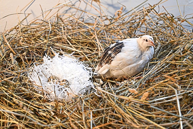 Photo quail nest with eggs among hay and grass