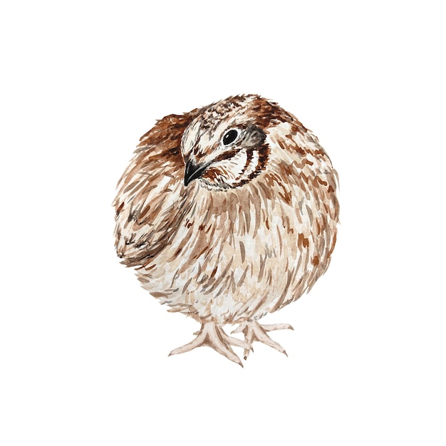 Quail watercolor on a white background