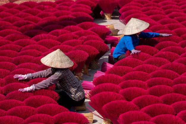 Quang Phu Cau village in Hanoi Vietnam is famous for its century old craft of making incense Drying incense sticks in Quang Phu Cau handicraft village