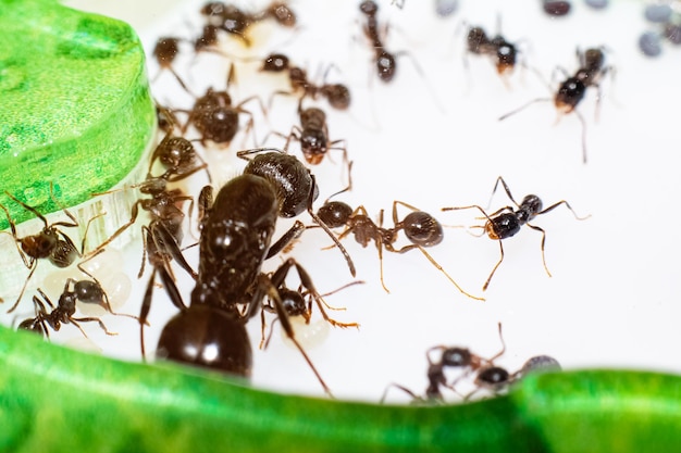 Queen ant Messor Structor in formicaria closeup