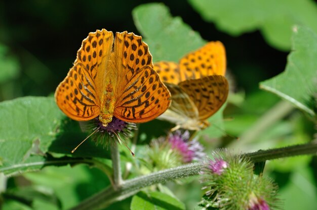 Queen of spain fritillary in the Alps