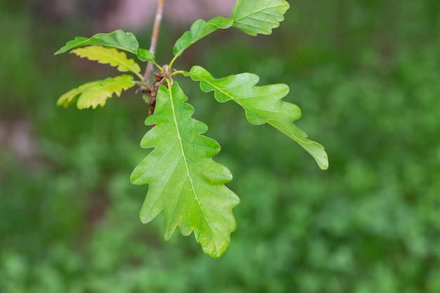 Quercus hartwissiana plants shot in the spring