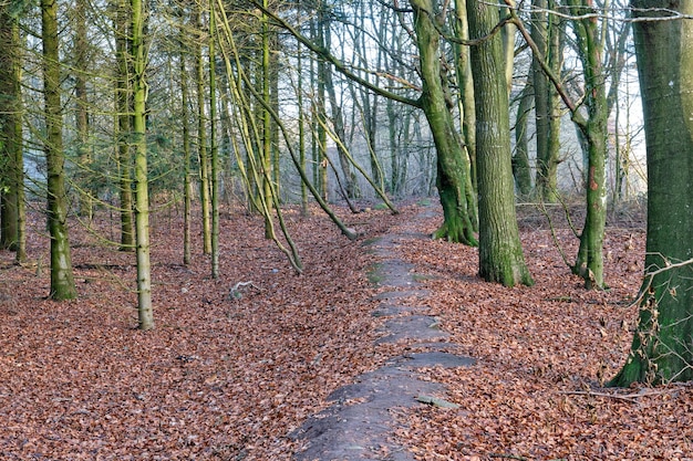 Quiet empty and relaxing forest in autumn with brown leaves covering ground and trees growing in nature landscape Footpath in mysterious wild and rural woodland to explore on adventure in Denmark