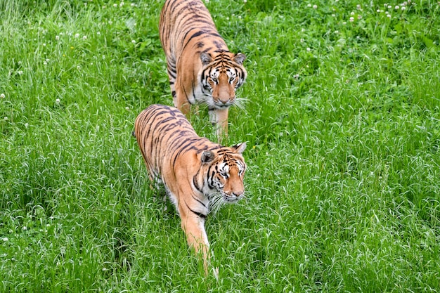 quiet tigers lying in the field