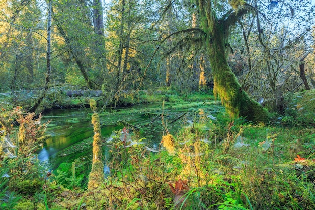 Quinault Rainforest Olympic National Park USA