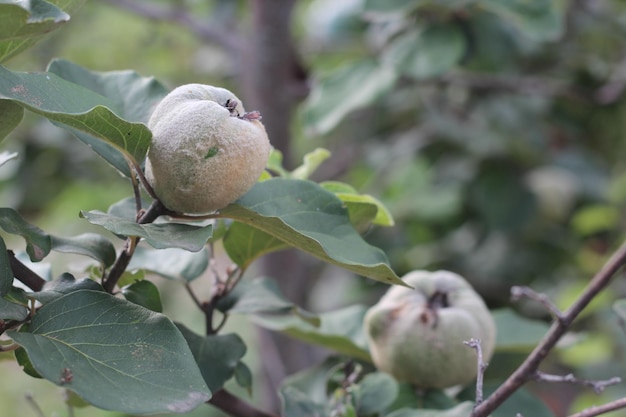 Quince tree fruit closeup