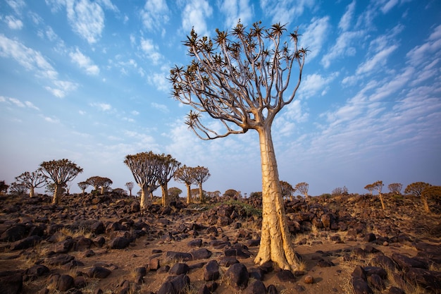 The quiver tree or aloe dichotoma Keetmanshoop Namibia