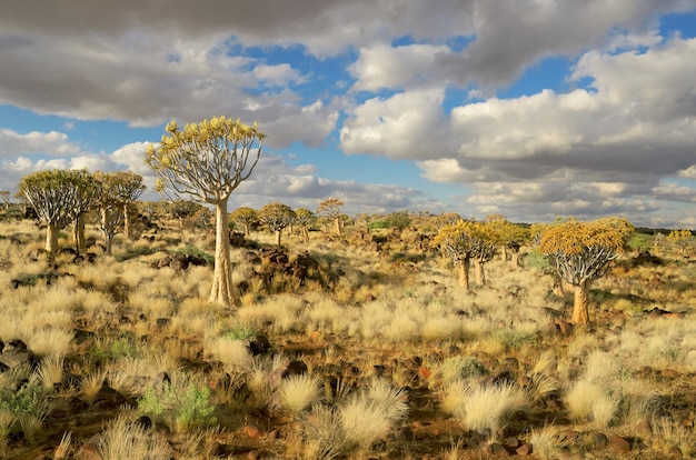 Quiver tree forest landscape. Kokerbooms in Namibia, Africa. African nature